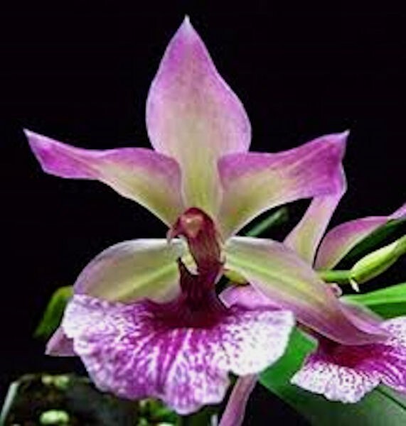 Zygonesia Cynosure ‘Blue Bird’ Live Orchid 1B30