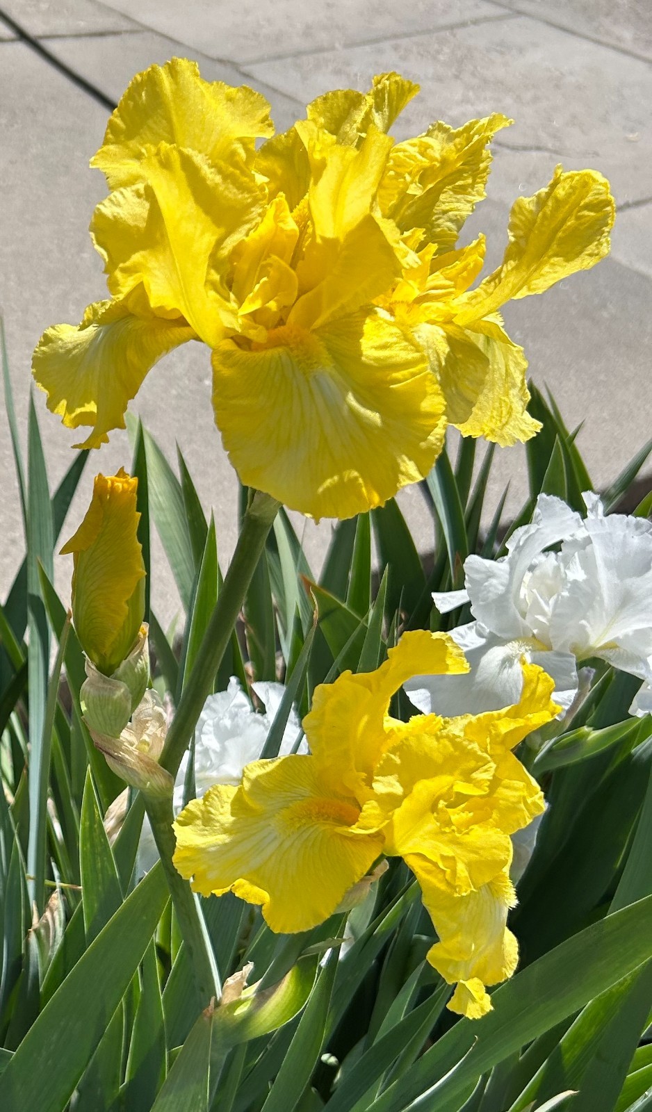 ‘Harvest Of Memories’ iris rhizome + gift, combined shipping $1 each additional
