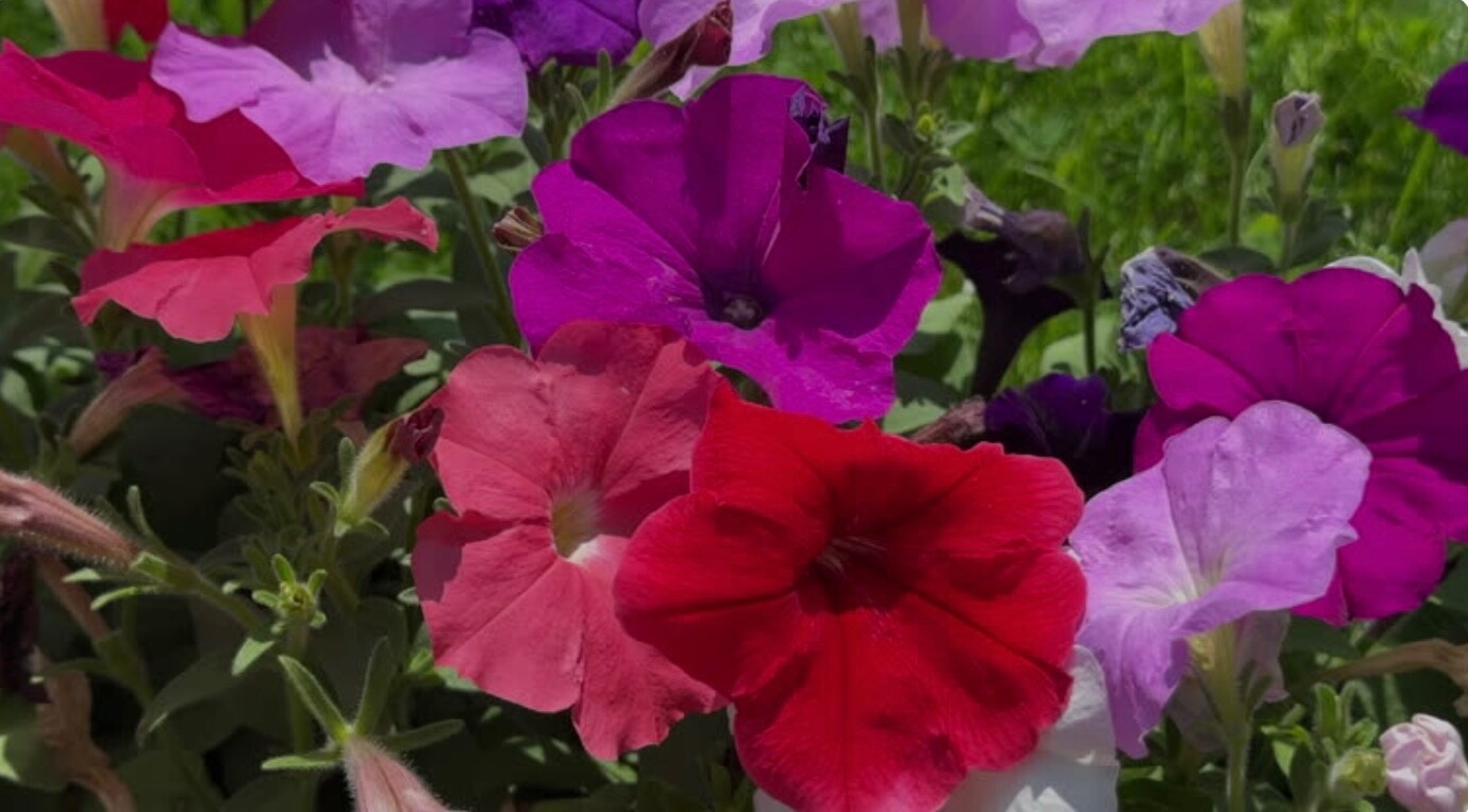 1000+ Dwarf Bedding Petunia Fresh Seeds, Mixed color, Non-GMO, USA Seller 🇺🇸