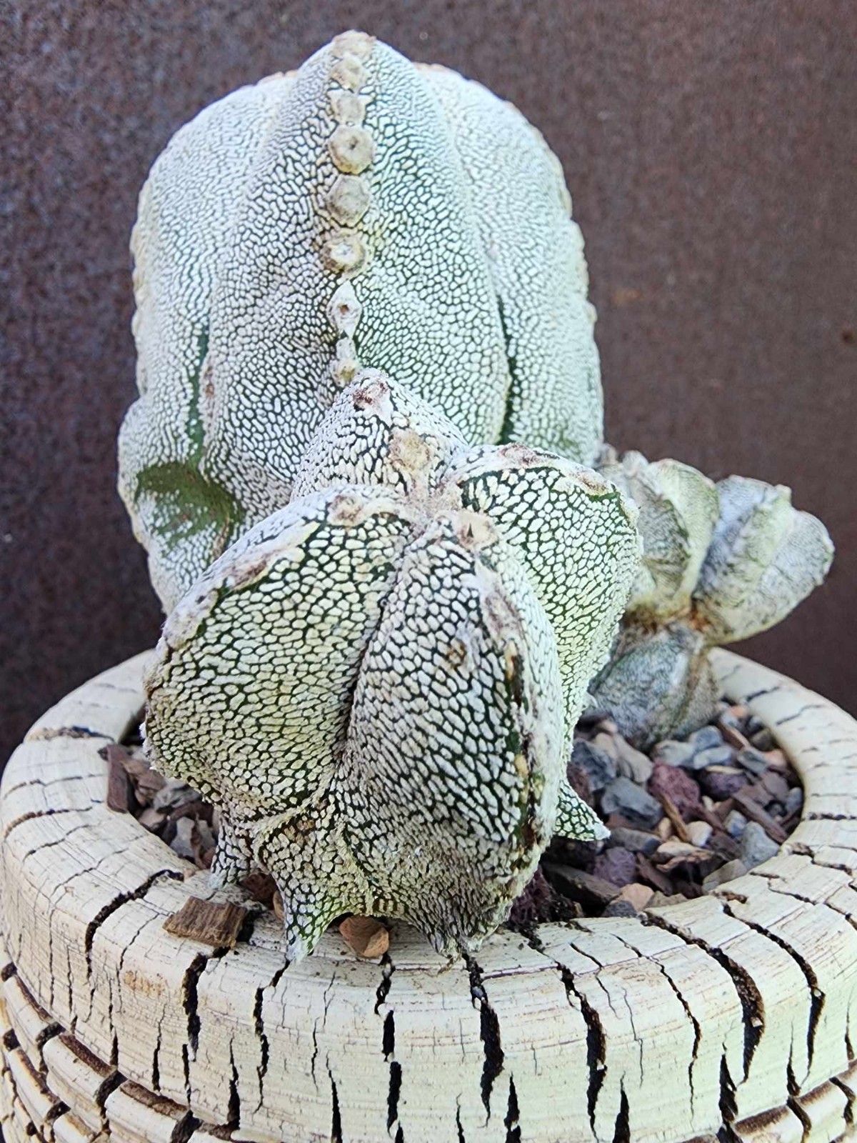 Astrophytum Myriostigma cv. Onzuka with pups! Rare Cactus – Japan – Exact