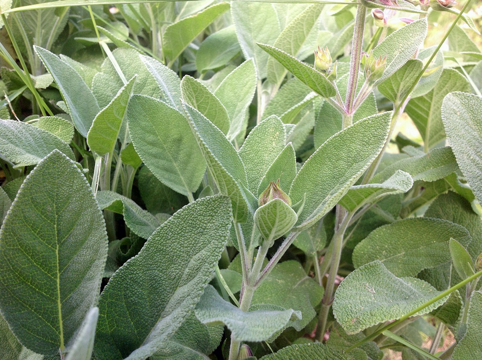 100+ Broadleaf Sage Seeds Heirloom NON-GMO, Always Fresh Seeds for Your Garden