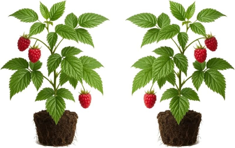 Raspberry Glencoe Thornless Live Plants, 2-Pack – Full Sun, Fruit, USDA Zone 4-8