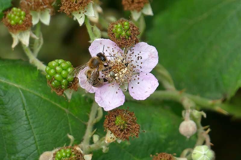4 Wild Blackberry Plants – Bare Root Appalachian SW Virginia – Rubus Harvest