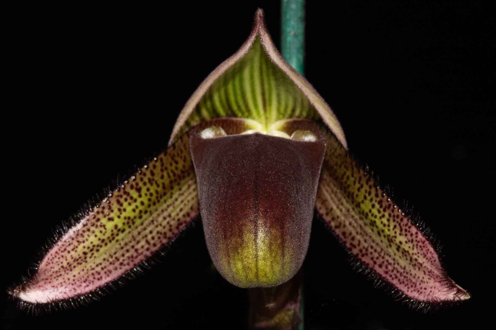Paphiopedilum superbiens #3, 2 flowers