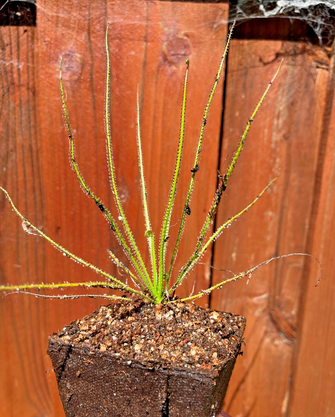 PRIORITY SHIPPING UPGRADE For Drosophyllum lusitanicum Dewy Pine RARE Potted