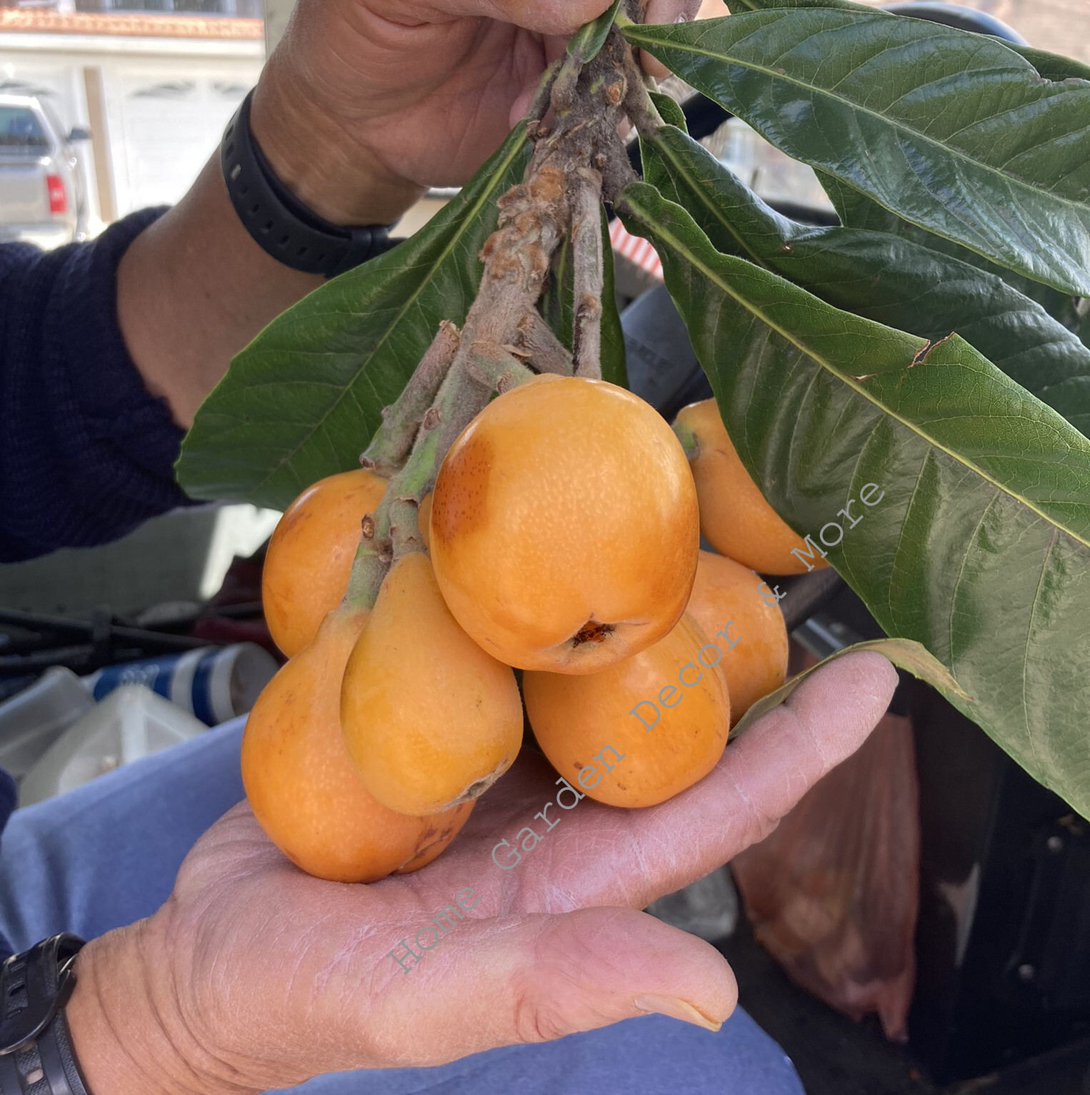 Tropical Japanese Chinese Plum BIG JIM Golden Loquat Fruit Tree Rooted Plants