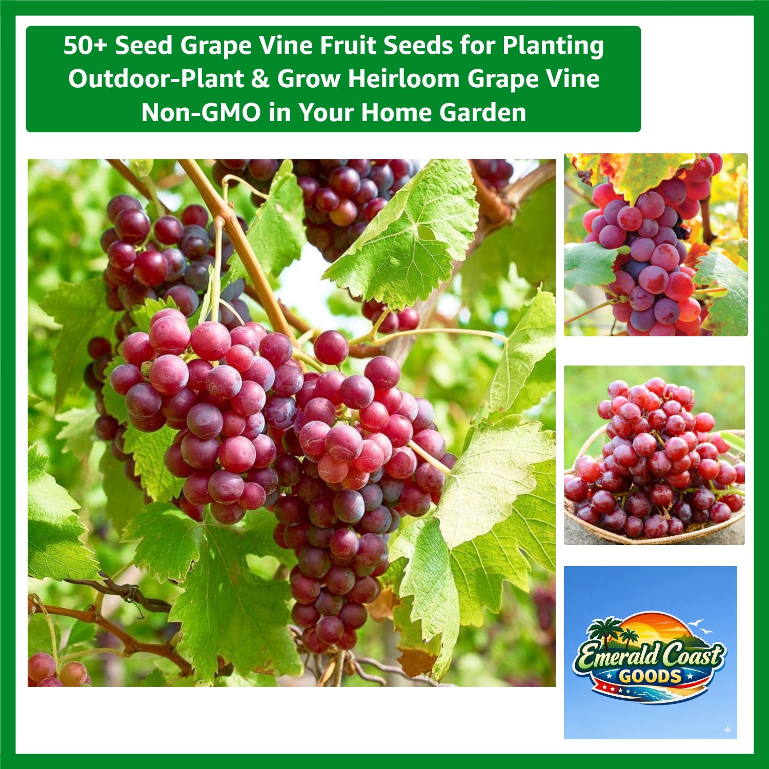 Grow 50+ Non-GMO Grape Seeds – Thrive in Sandy Soil with Full Sun Exposure