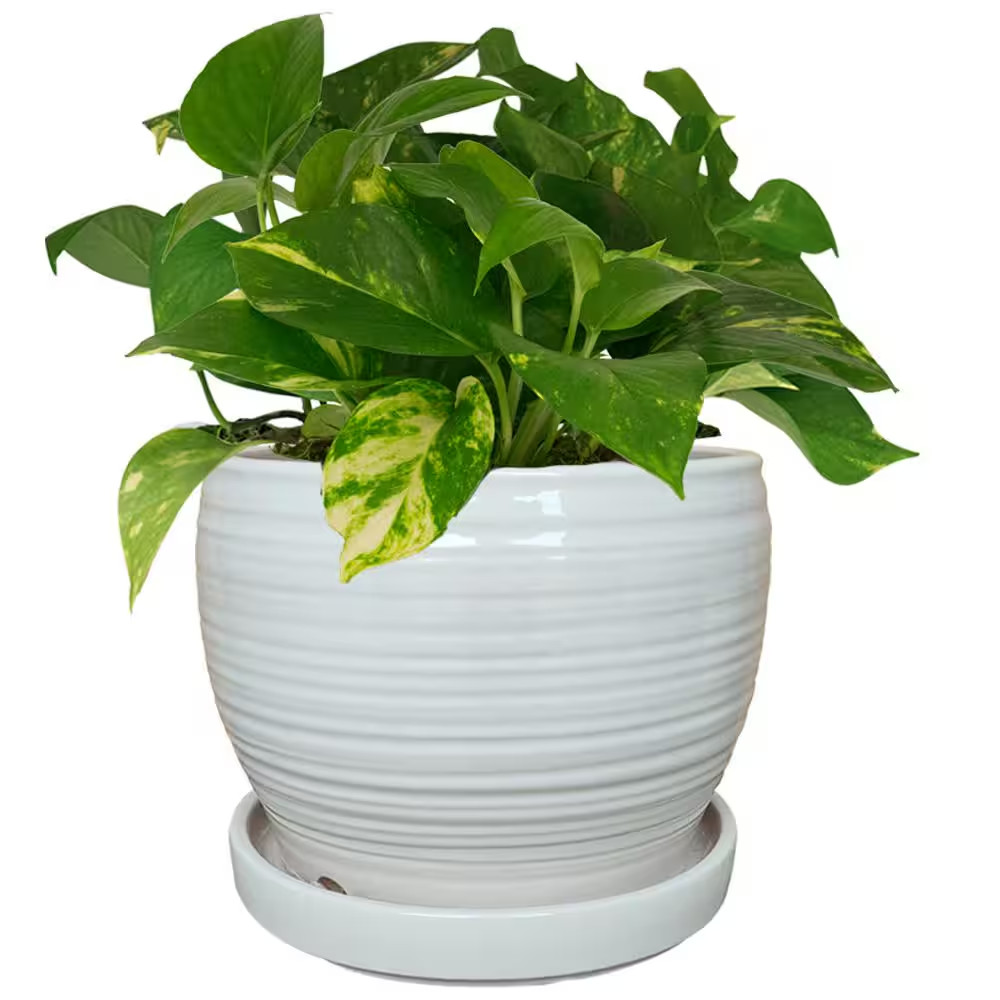 11 In. Rosalie White Glazed Ceramic Planter (11 In. D X 8.7 In. H)