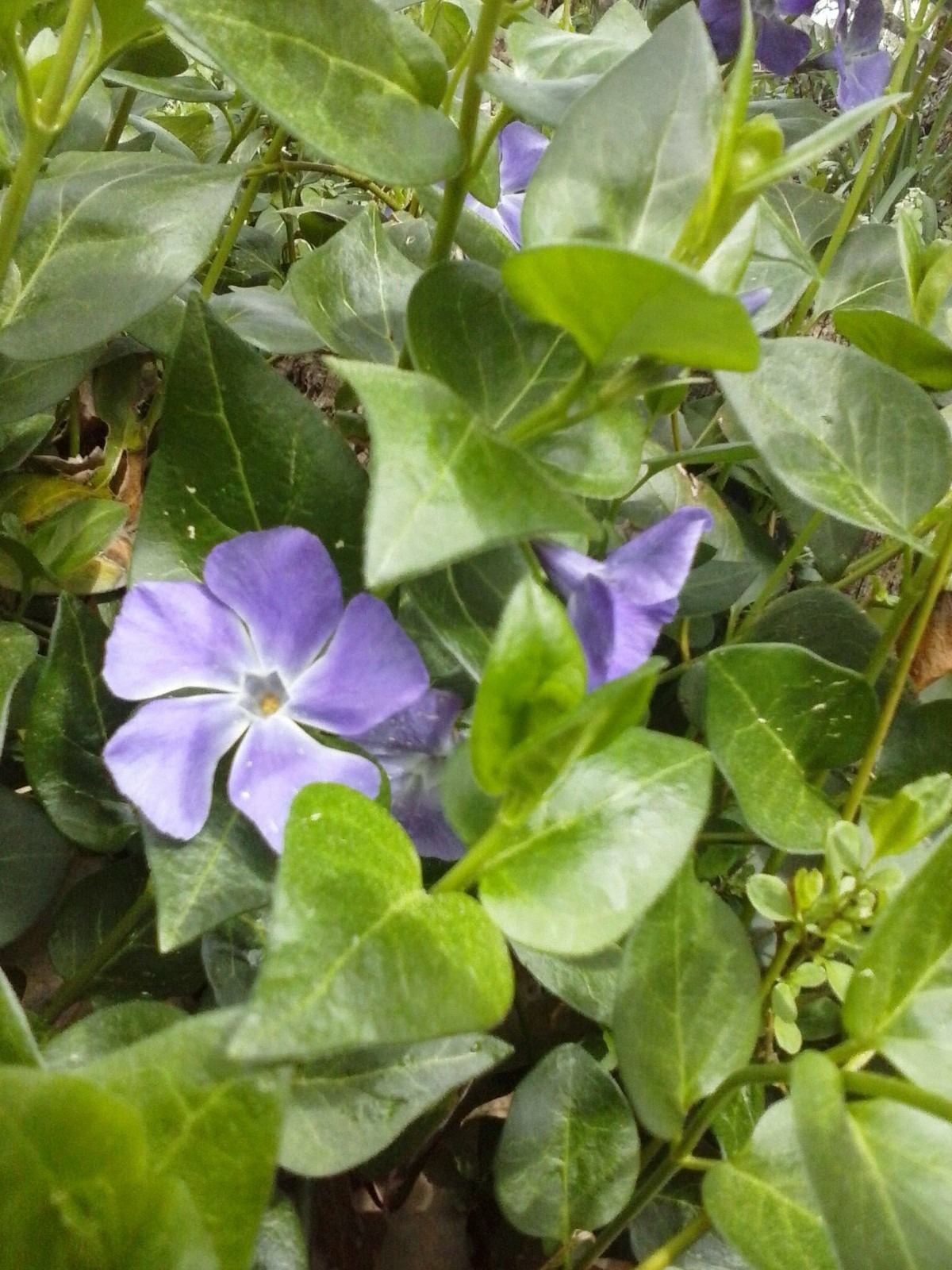 30 Vinca major Periwinkle Vine  Live Bare Root, Varies In Length. ready to plant