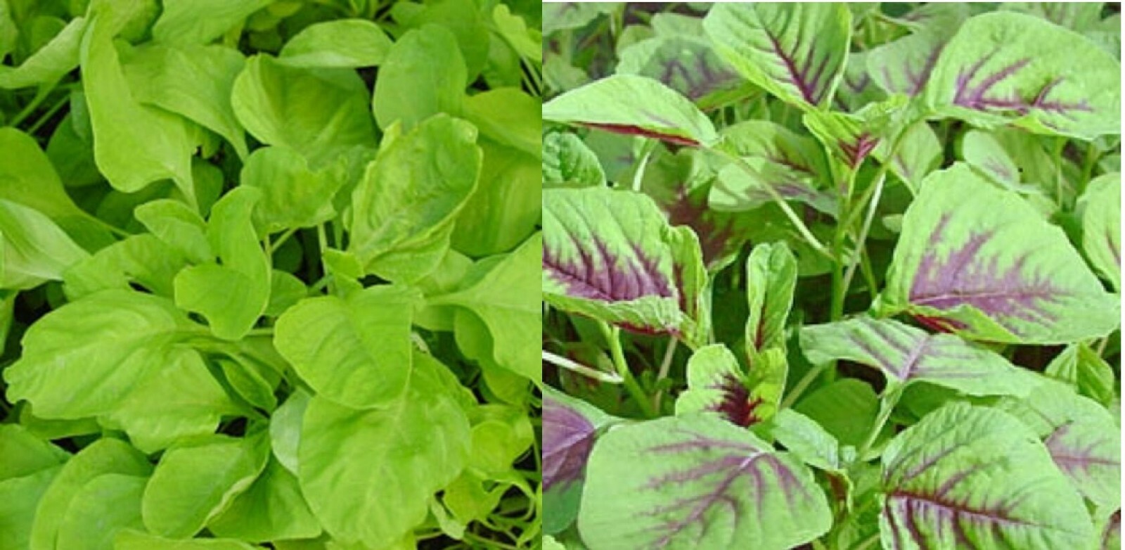 Green / Red Amaranth Seeds Authentic Chinese Spinach Yin Cho Callaloo Editable
