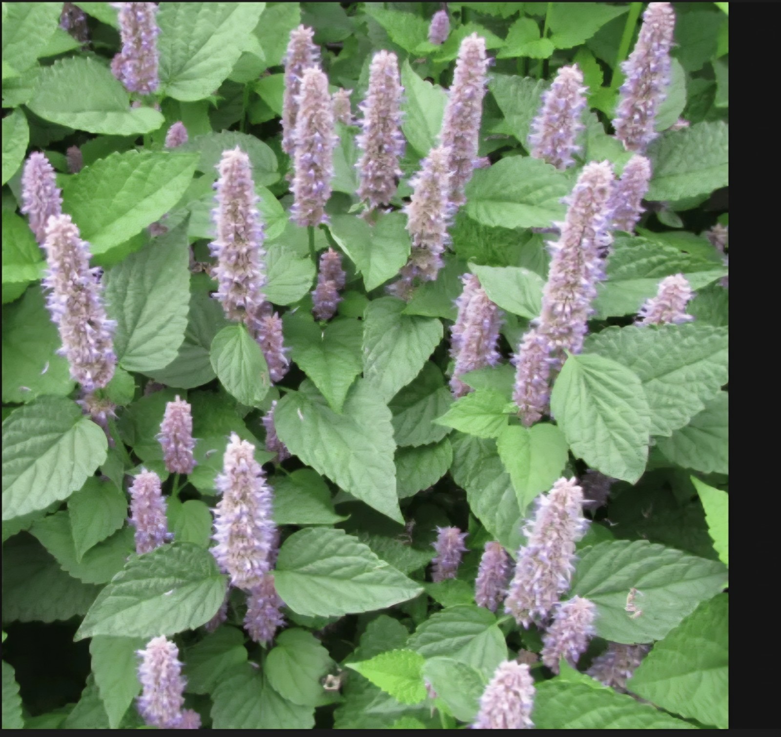 Anise Hyssop Seeds