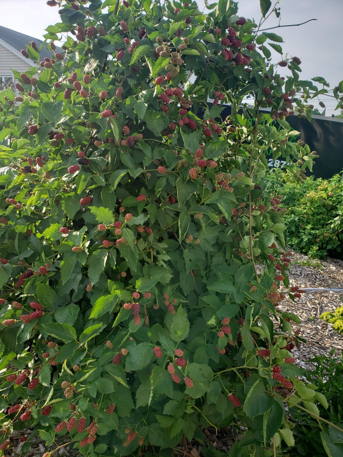 3 Apache Thornless Blackberry Starter Plug Rubus fruticosus