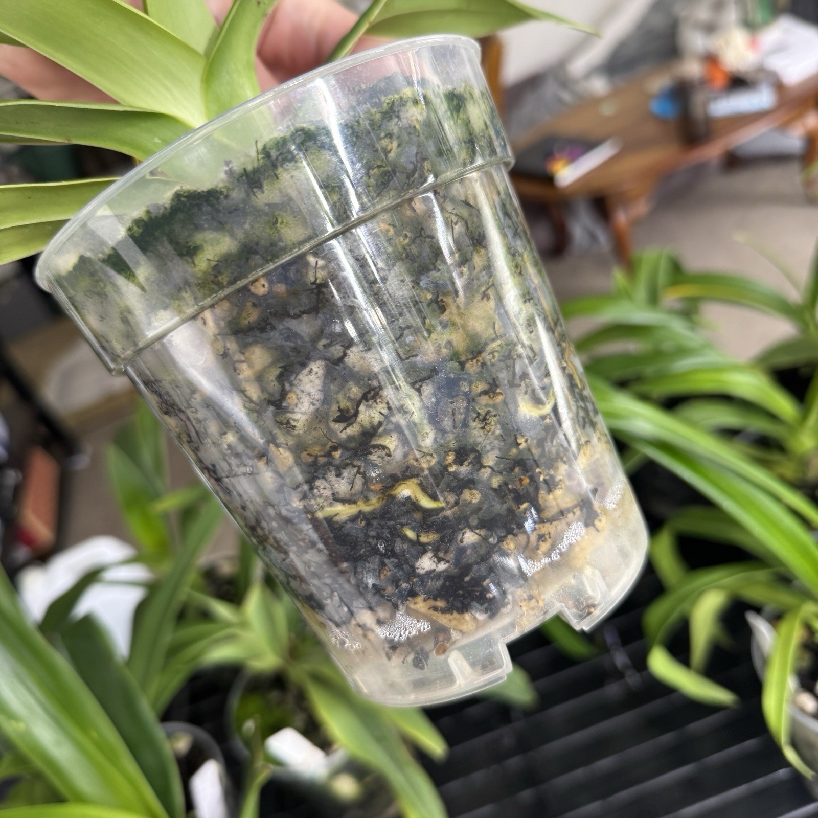 Phragmipedium Acker’s Starlight Blooming Size Slipper Orchid