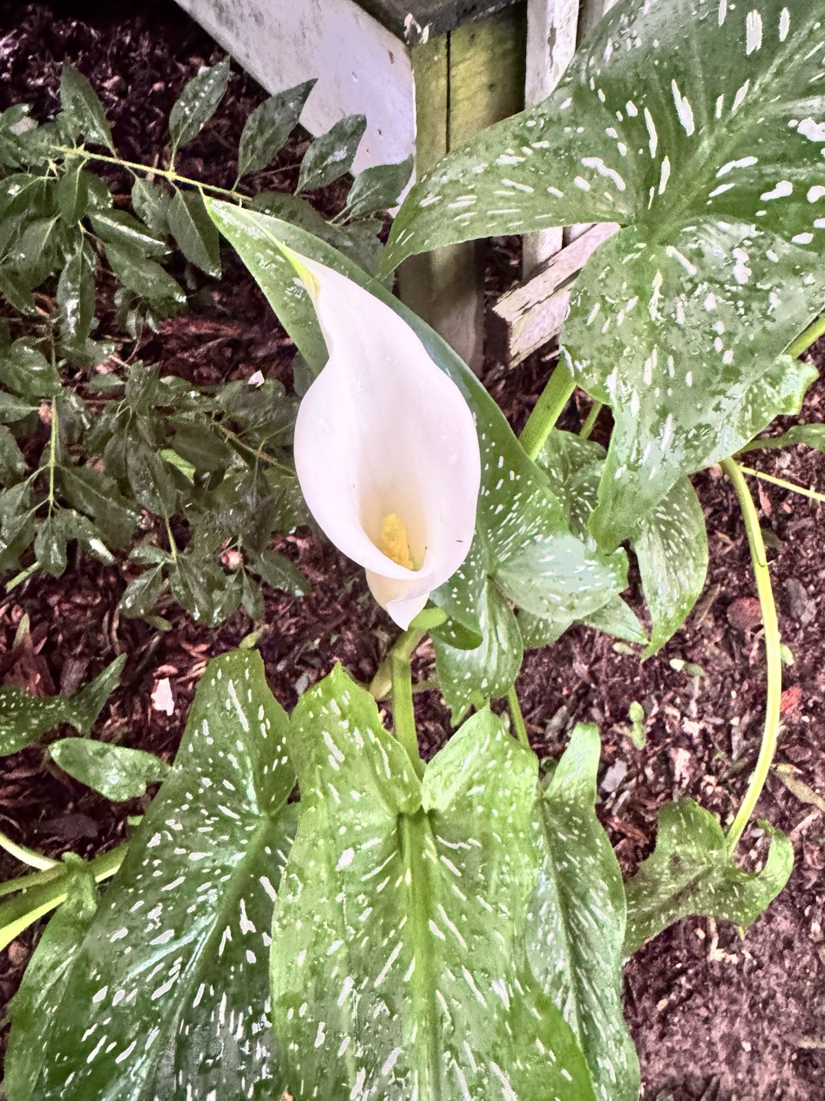 🌿 Lot of 3 Albomaculata Calla Lily Bulbs Creamy White Blooms Spotted Leaves