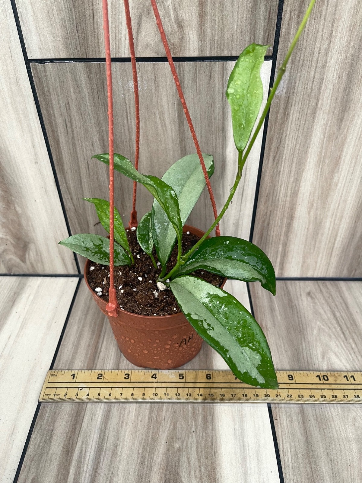 Hoya AH074 (2) Plants Per Pot Shipped Inside 5 Inch Hanging Basket