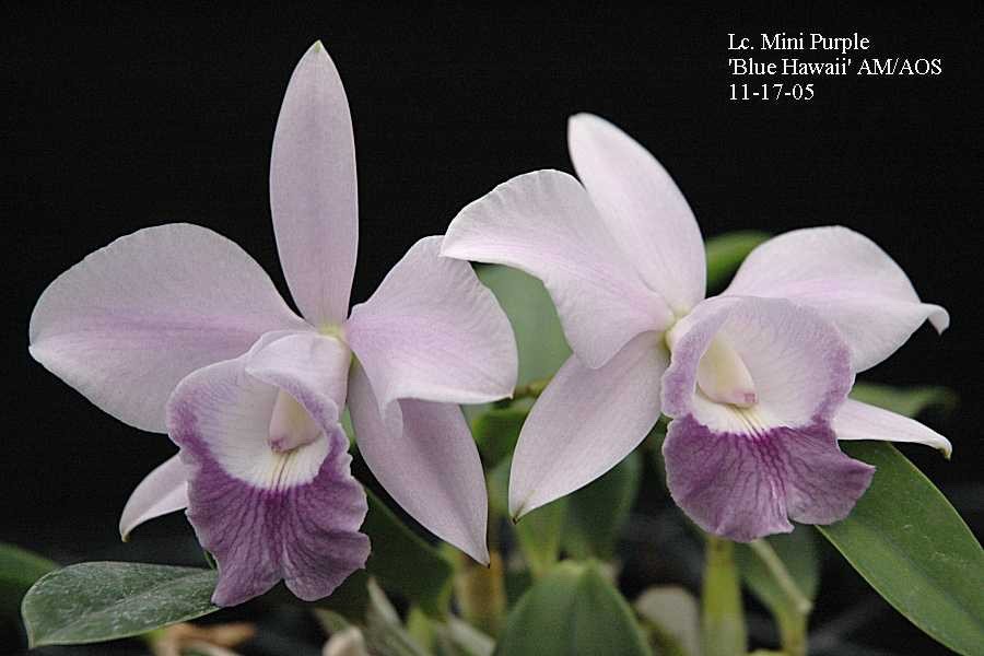 Lc. Mini Purple ‘Blue Hawaii’ AM/AOS Awarded Orchid in 4 ½ inch pot!
