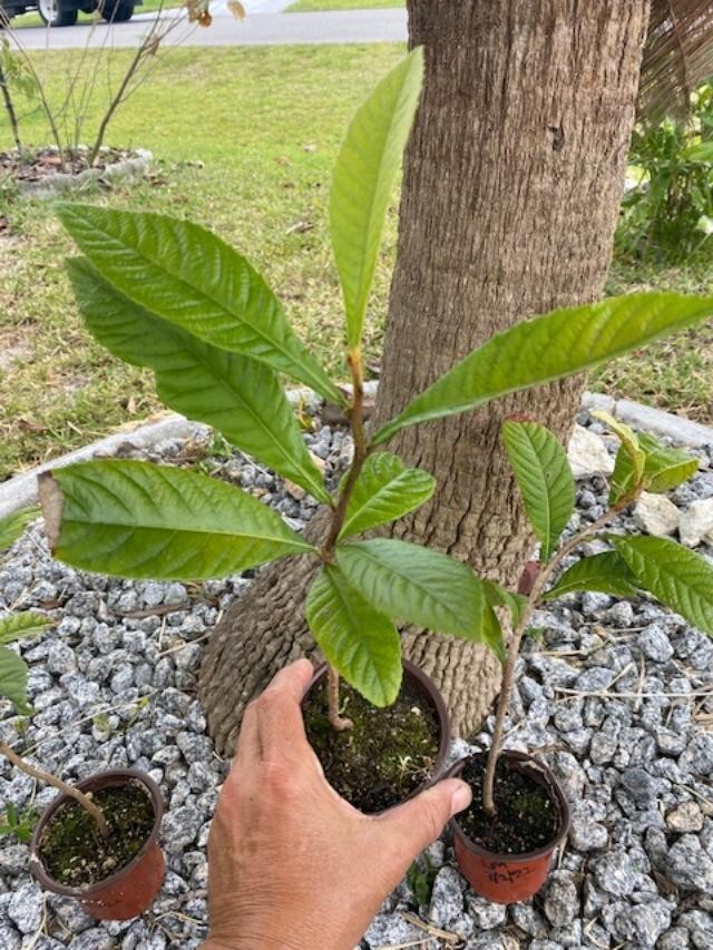 LOQUAT SEEDLINGS (ERYOBORTRYA JAPONICA) JAPANESE PLUM/APRICOT, NISPERO JAPONES