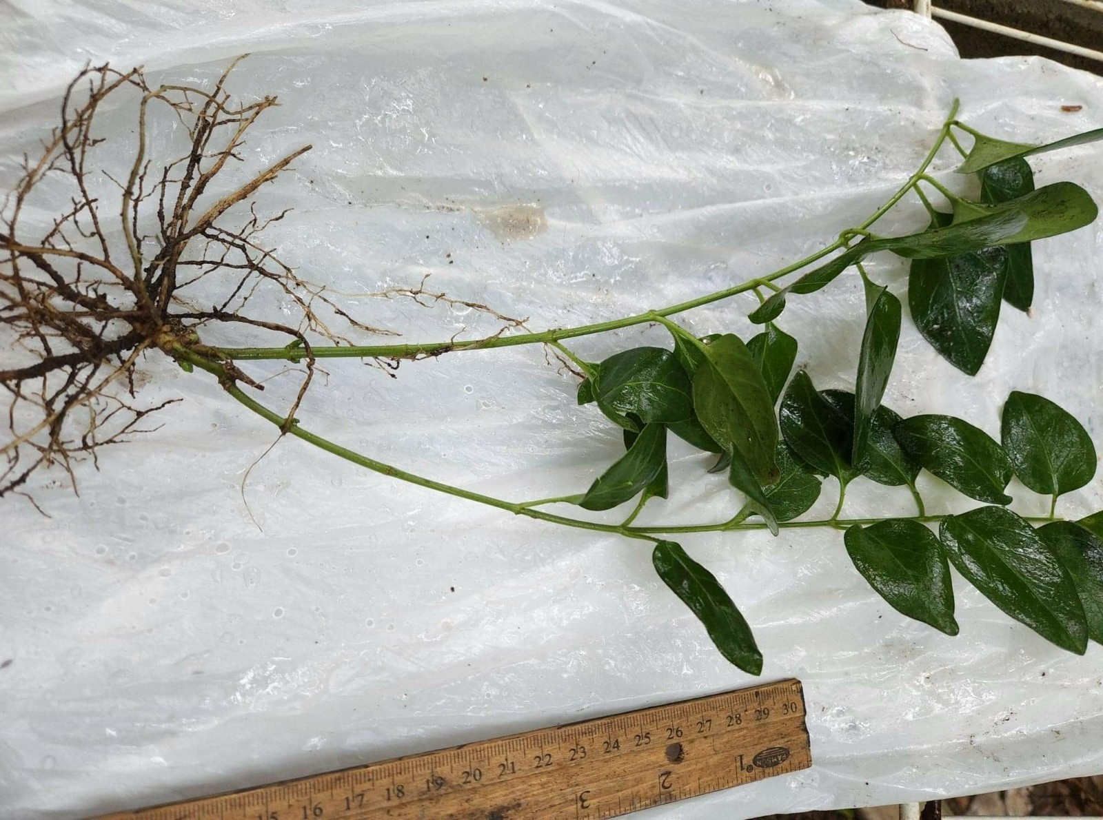 30 Vinca major Periwinkle Vine  Live Bare Root, Varies In Length. ready to plant
