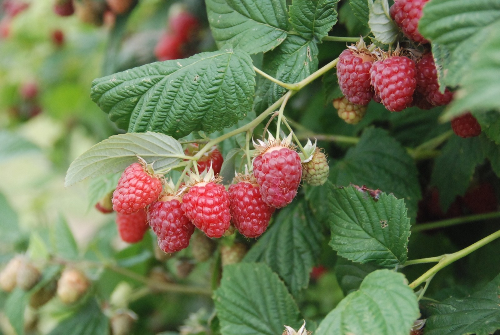 5 Canby Thornless Raspberry – Rubus idaeus – Starter Plug