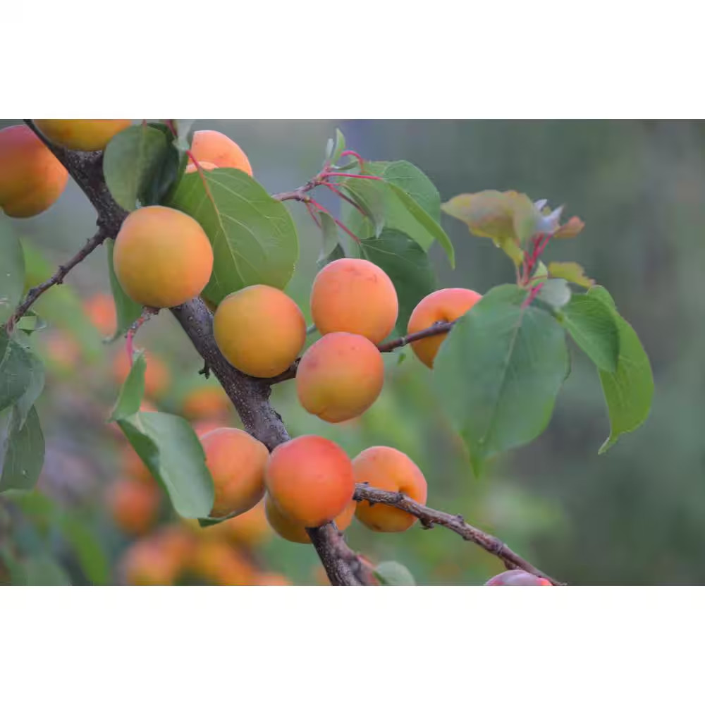 Dwarf Moorpark Apricot Tree – Largest and Sweetest Apricots (Bare-Root, 3 Ft. to