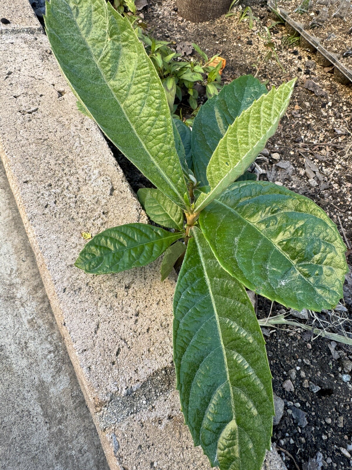1 LOQUAT Tree from Seeds ORGANIC -NO POT- 6-8”FREE SHIPPING Ready To Plant