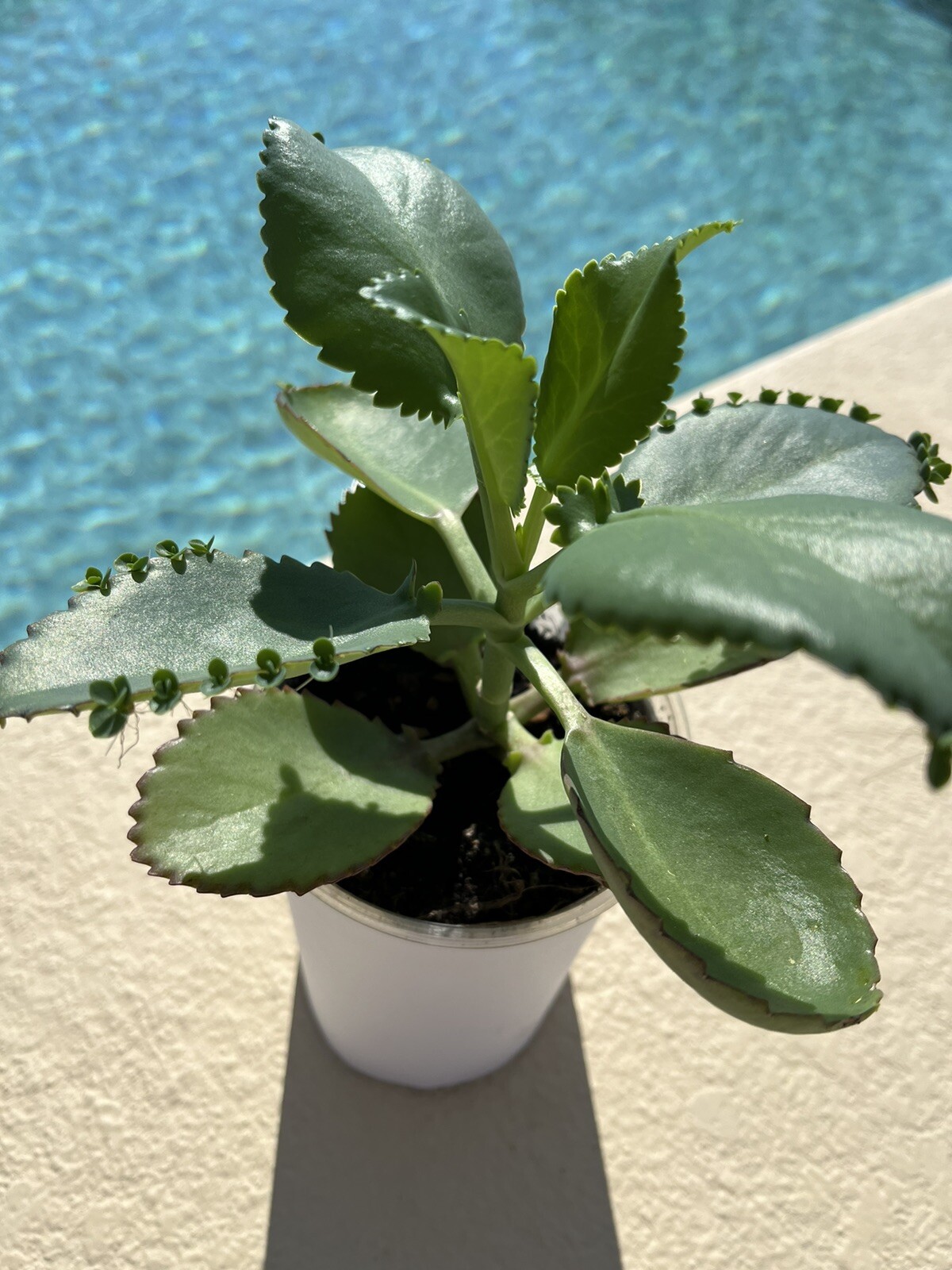 2 Kalanchoe 4” Mother of Thousands Succulent Full Size Plants USA Homegrown
