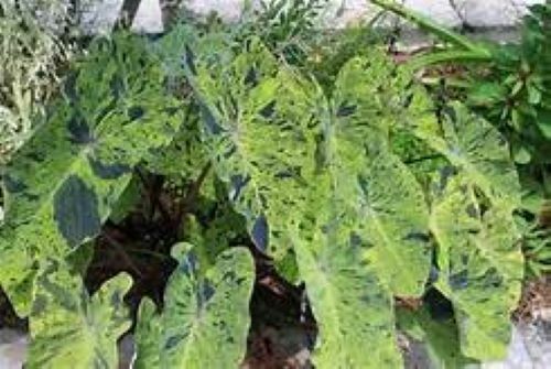 **MOJITO** Elephant Ear Colocasia Esculenta Starter Plant**USA Seller**