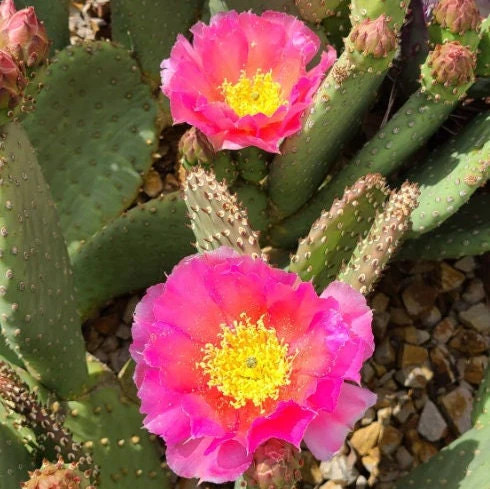 Beavertail Cactus ‘Virgin River Rainbow’ (Opuntia auera) HARDY
