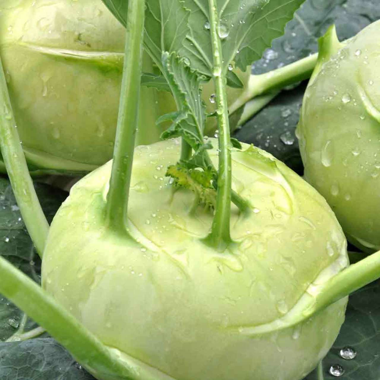 500 WHITE VIENNA KOHLRABI SEEDS FRESH HARVEST FOR 2024 GARDENS