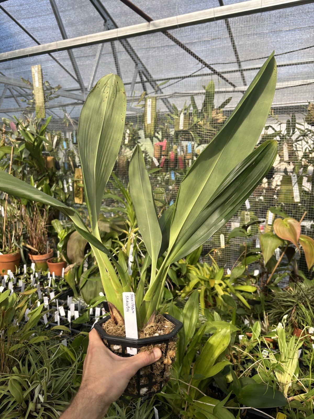 Maxillaria striata ‘Hoosier’ Select Clone Bloom Size Orchid Species