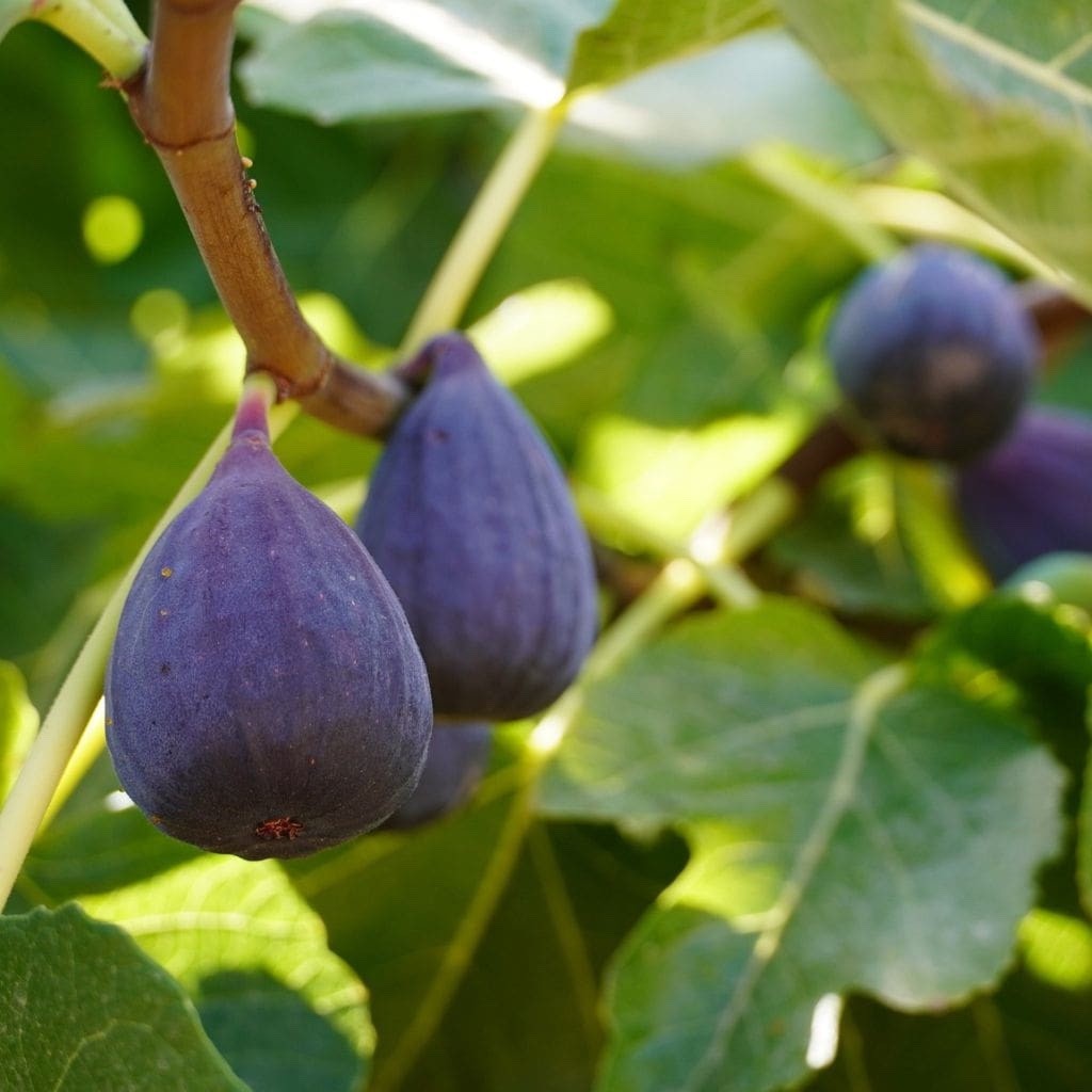 1 Violette de Bordeaux Fig Tree Ficus carica Starter Plug