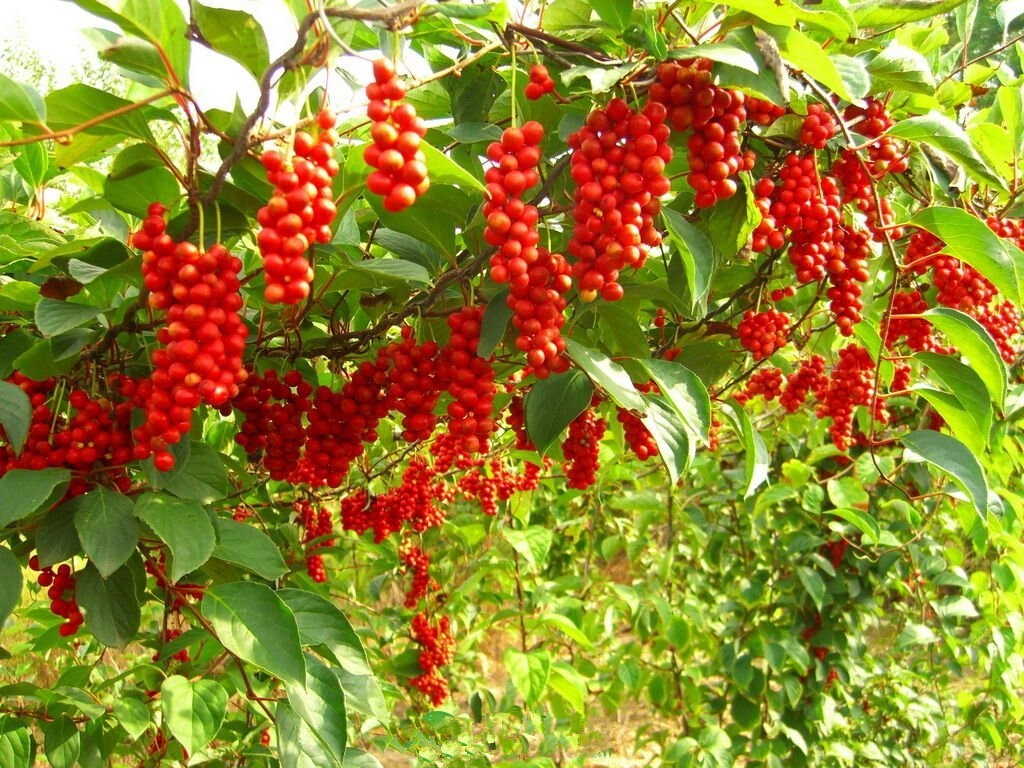 Schisandra Chinensis Vine Live Plant 2 Years Old