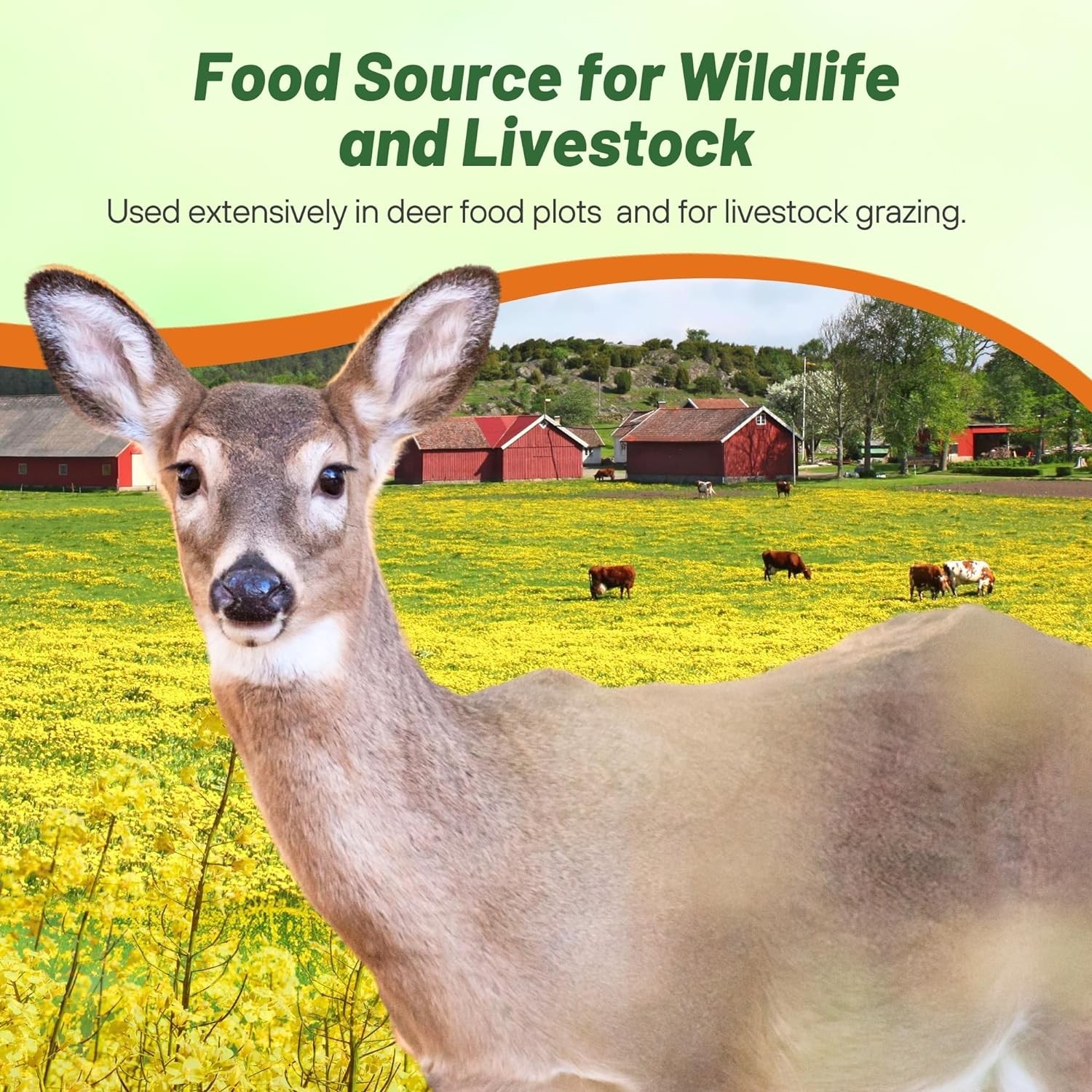 5 LBS Trophy Rape Seed For Deer Food Plots – Brassicas
