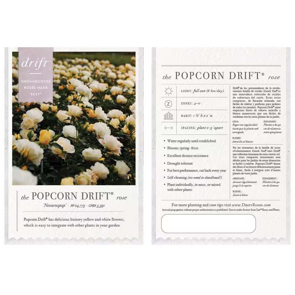 1 Gal. Popcorn Drift Rose Bush with Soft Yellow Flowers