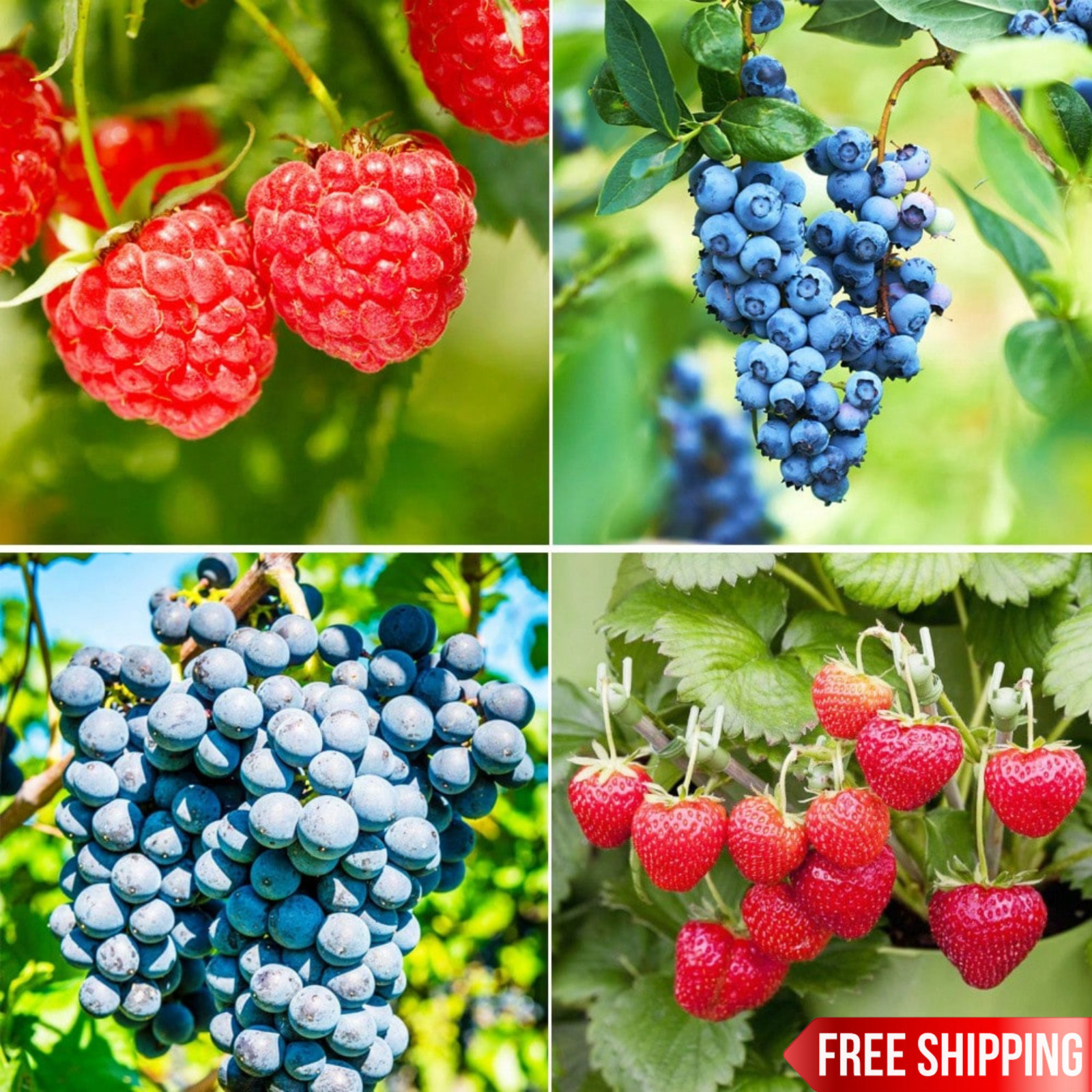 1000+ Mixed Fruit Seeds Berry Seeds for Planting Home Garden Outdoor Berry Seeds