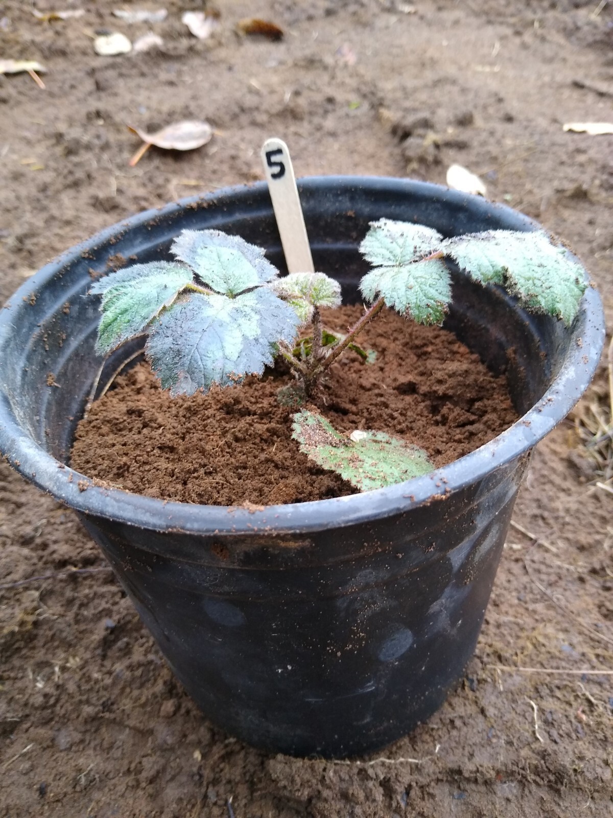 California BLACKBERRY PLANT Live Bare Root Organic Natural Food Vitamin C