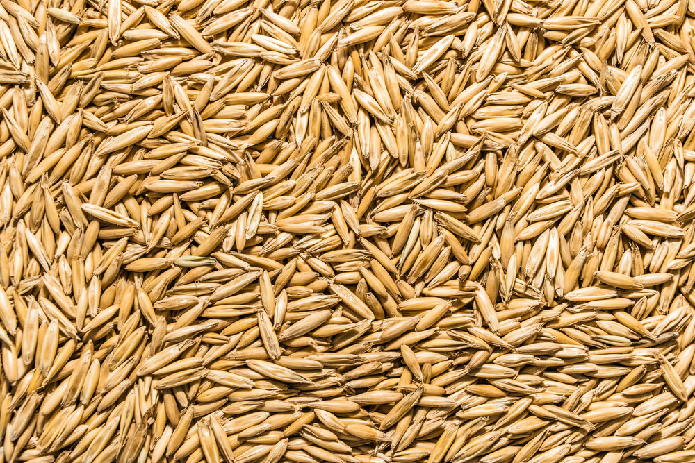 Thunder Acres Non GMO, Certified Organic, Oat Seed
