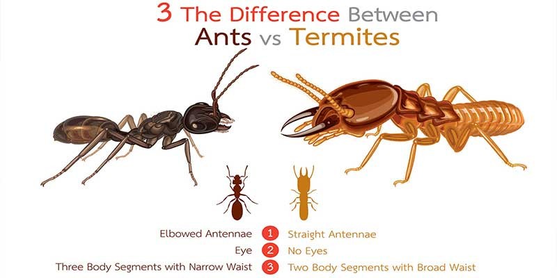 20 oz Termidor Foam Termite Ant CONTROL Insectide BASF Termiticide NO Ship to NY