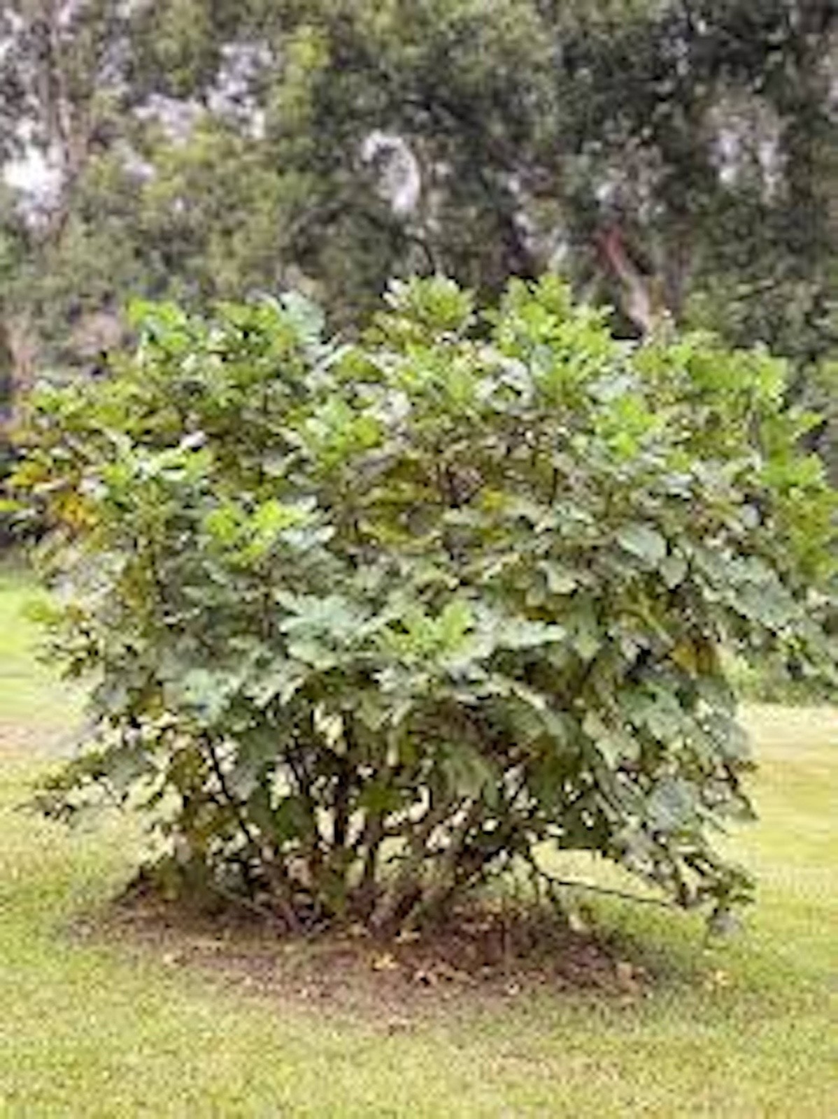 3 Olympian Fig Tree Starter Plug ( ficus carica ) Bare Root