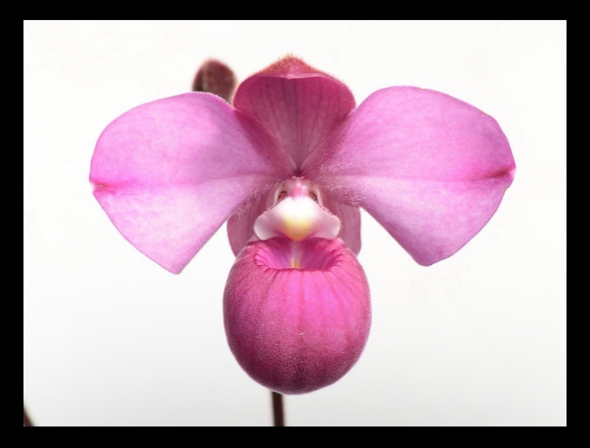Phragmipedium Samuel Crothers Raspberry Pink Orchid Hybrid New Growths 4” Pot