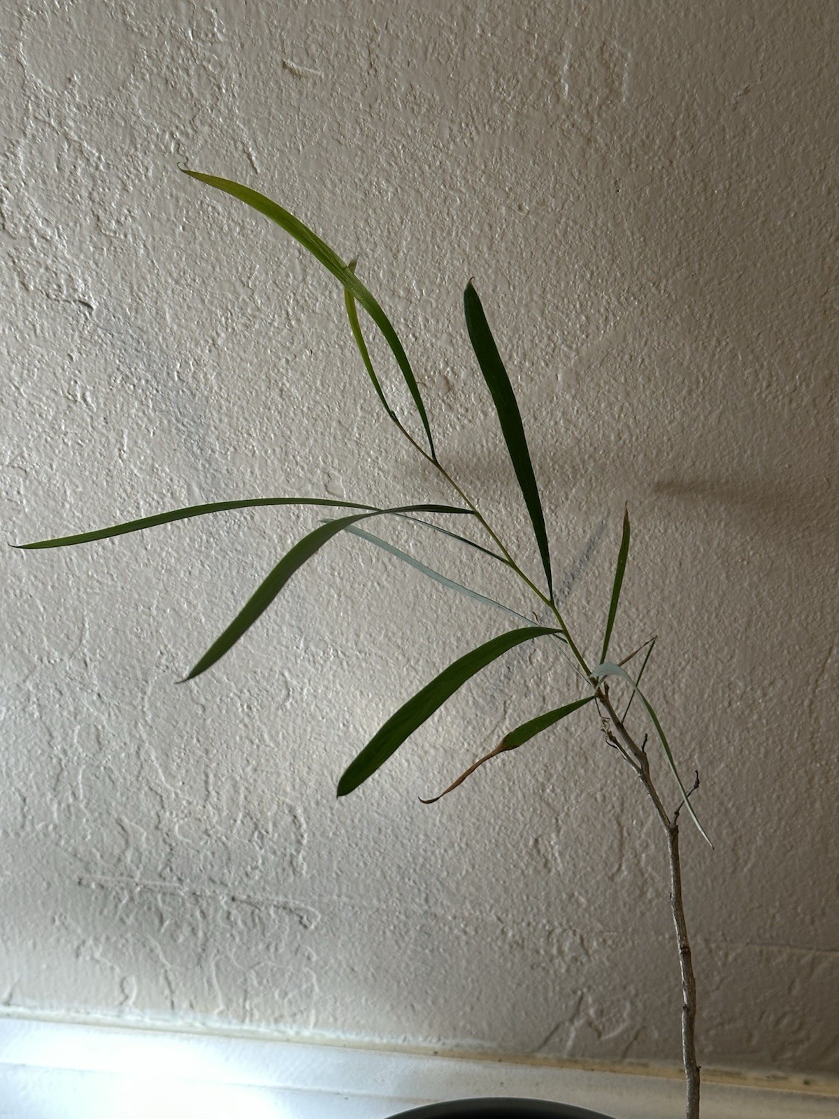 Acacia Acuminata Raspberry Jam