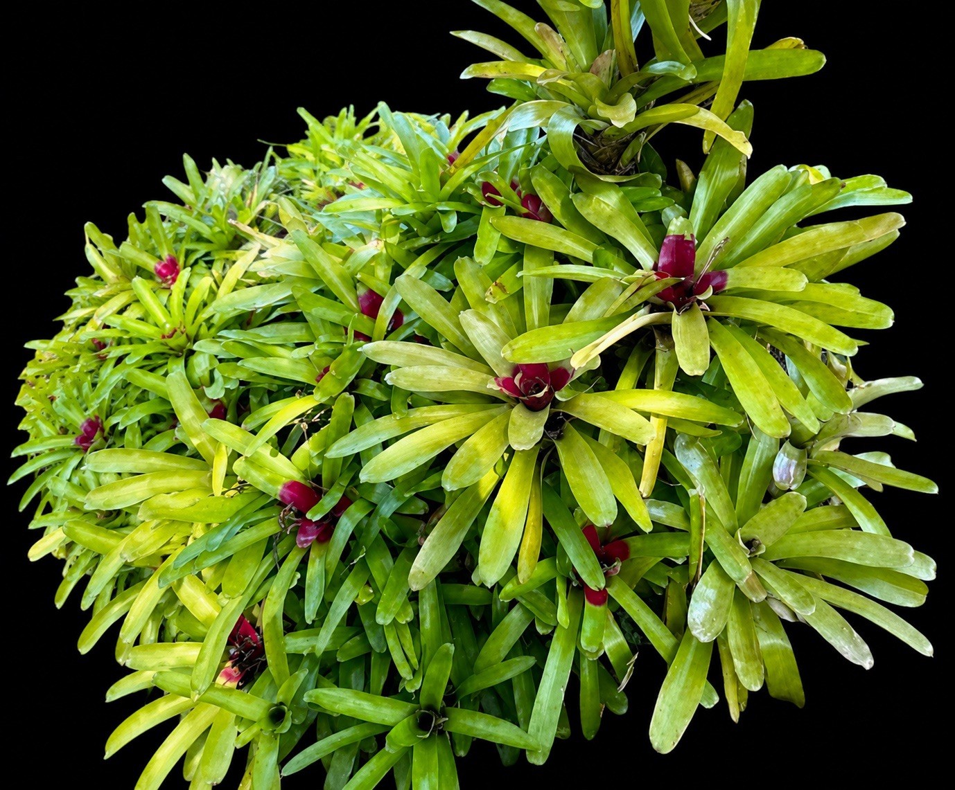 Neoregelia mcwilliamsii Large Green Species With Red Center Potential 18” Tall
