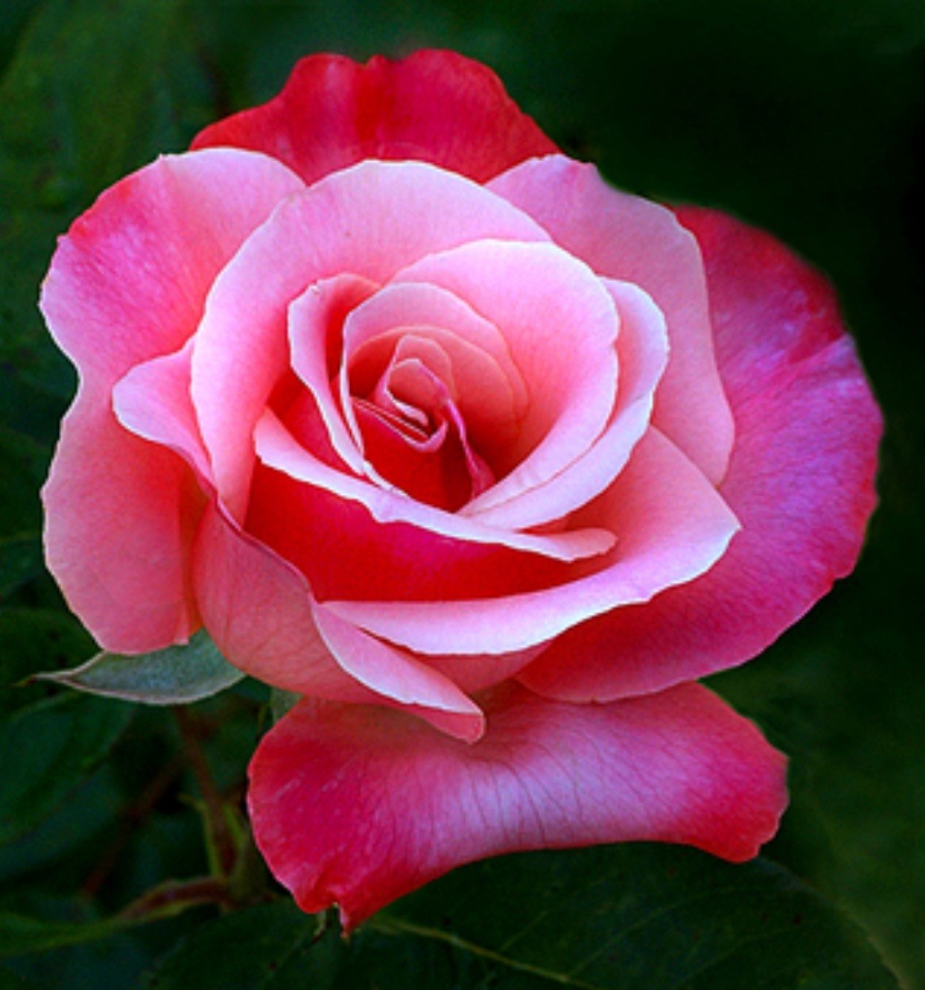 Color Magic Hybrid T Rose Bush.. Live Starter Plant