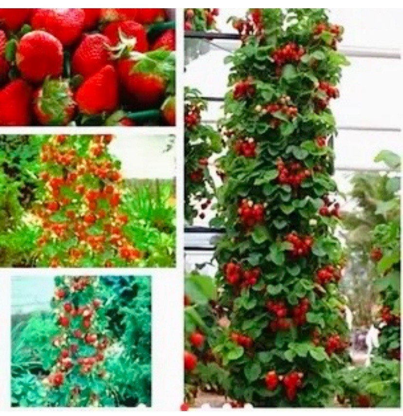 100++ White Wild Strawberry Seeds – White Soul (Fragaria Vesca White Soul) USA