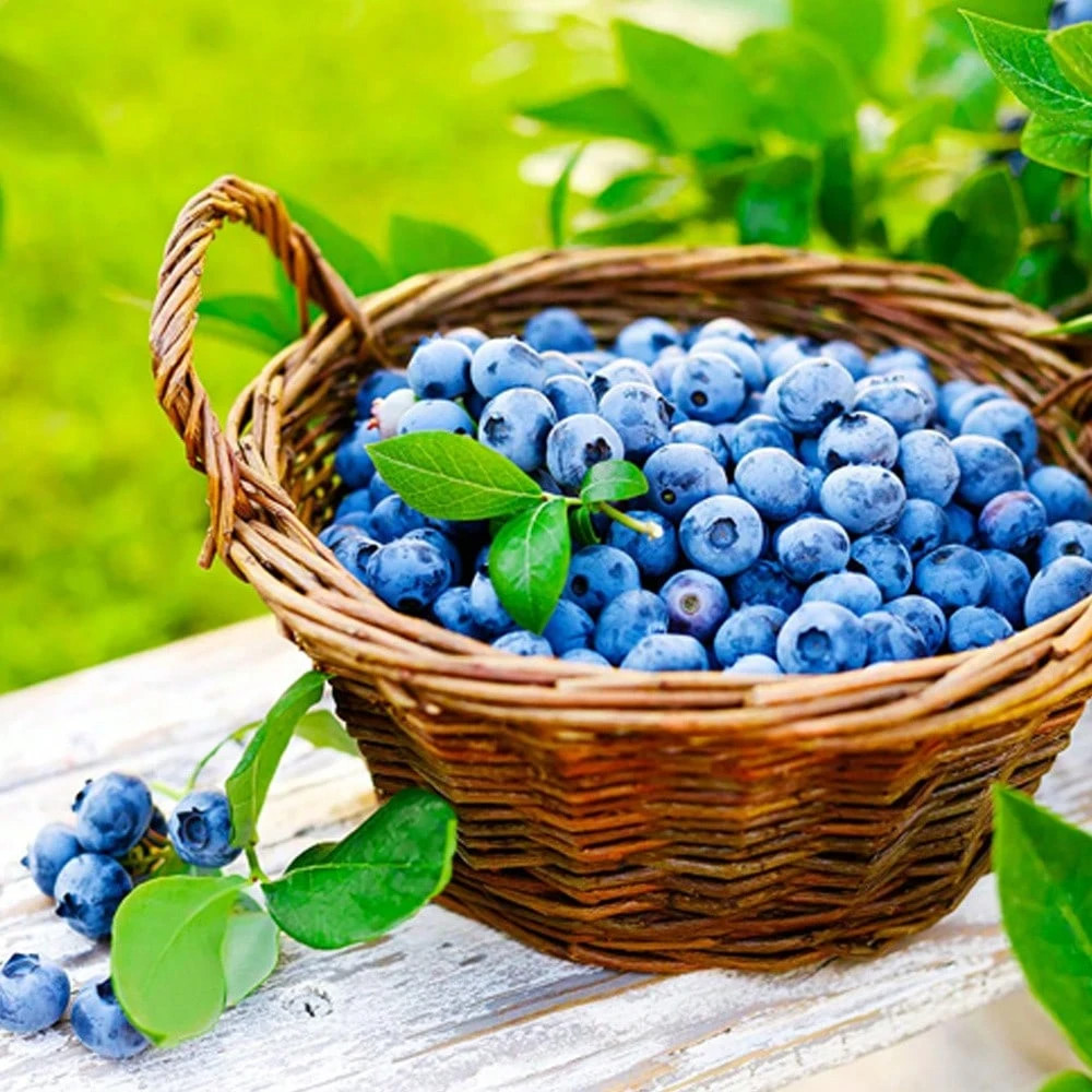 1000+ Mixed Fruit Seeds Berry Seeds for Planting Home Garden Outdoor Berry Seeds