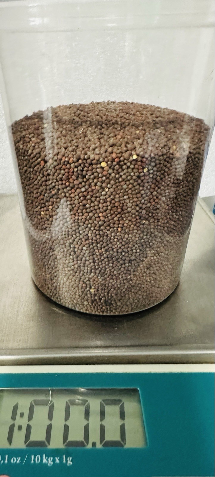 Organic non-GMO Waltham 29 Broccoli Seeds Sprouting Sprouts Microgreens 1 pound