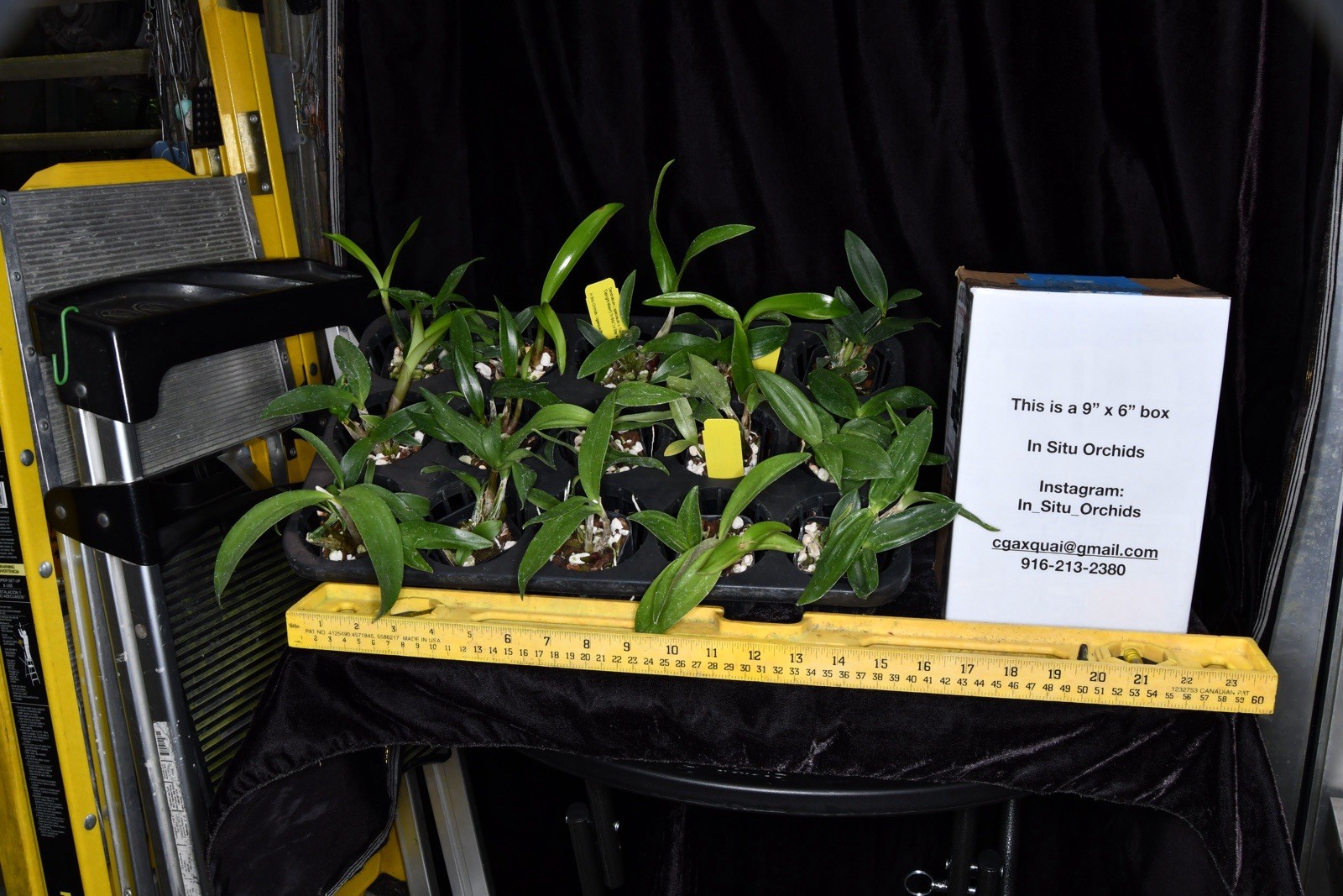 Orchid Hybrid Dendrobium ( Read Description For The Cross )
