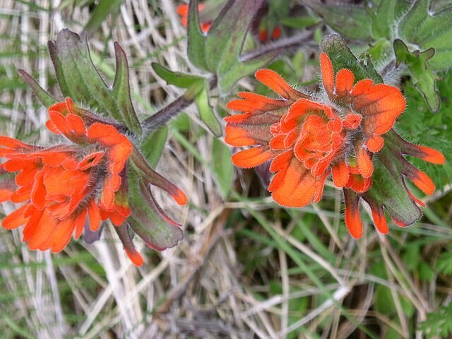 Castilleja miniata | Giant Red Paintbrush | 100 Seeds