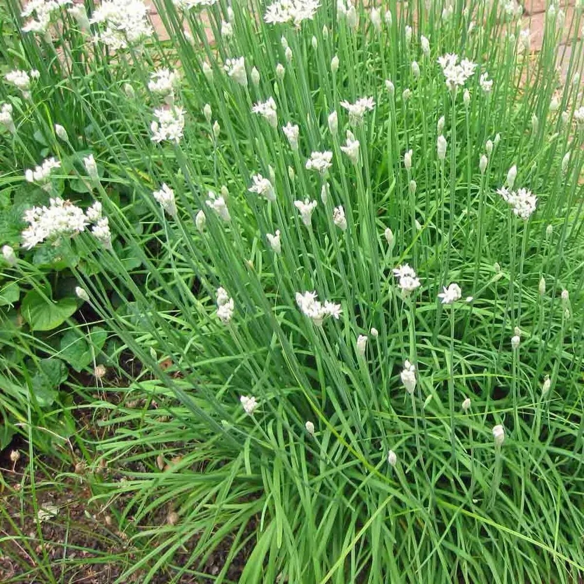 Chives Seeds, Garlic Chives, Non-GMO, High Yield, Easy to Grow, Free Shipping
