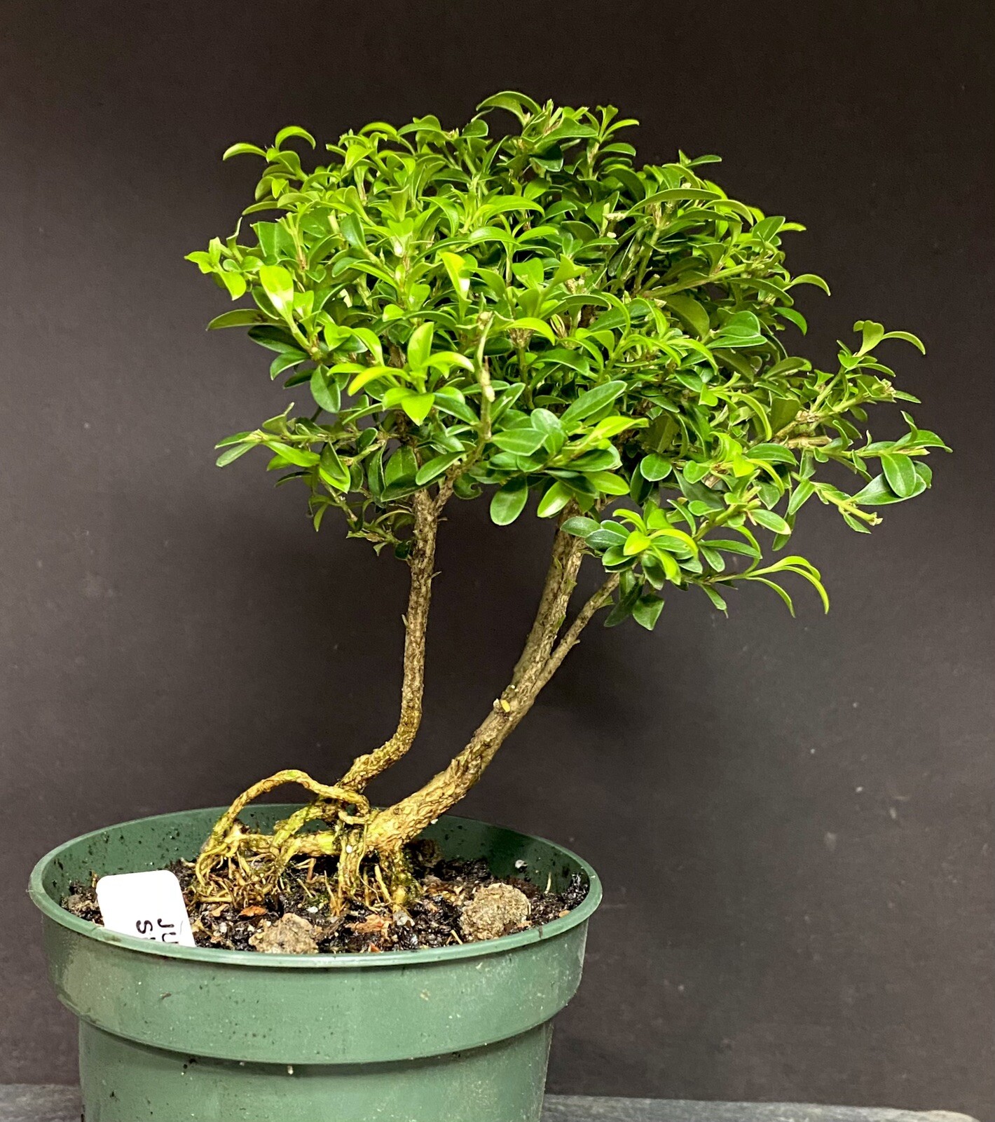 Bonsai Tree Kingsville Boxwood Pre Bonsai 8-10 Years Ready To Pot Up As Bonsai